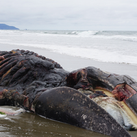 whale deaths mass mortality 2019 investigation us North America