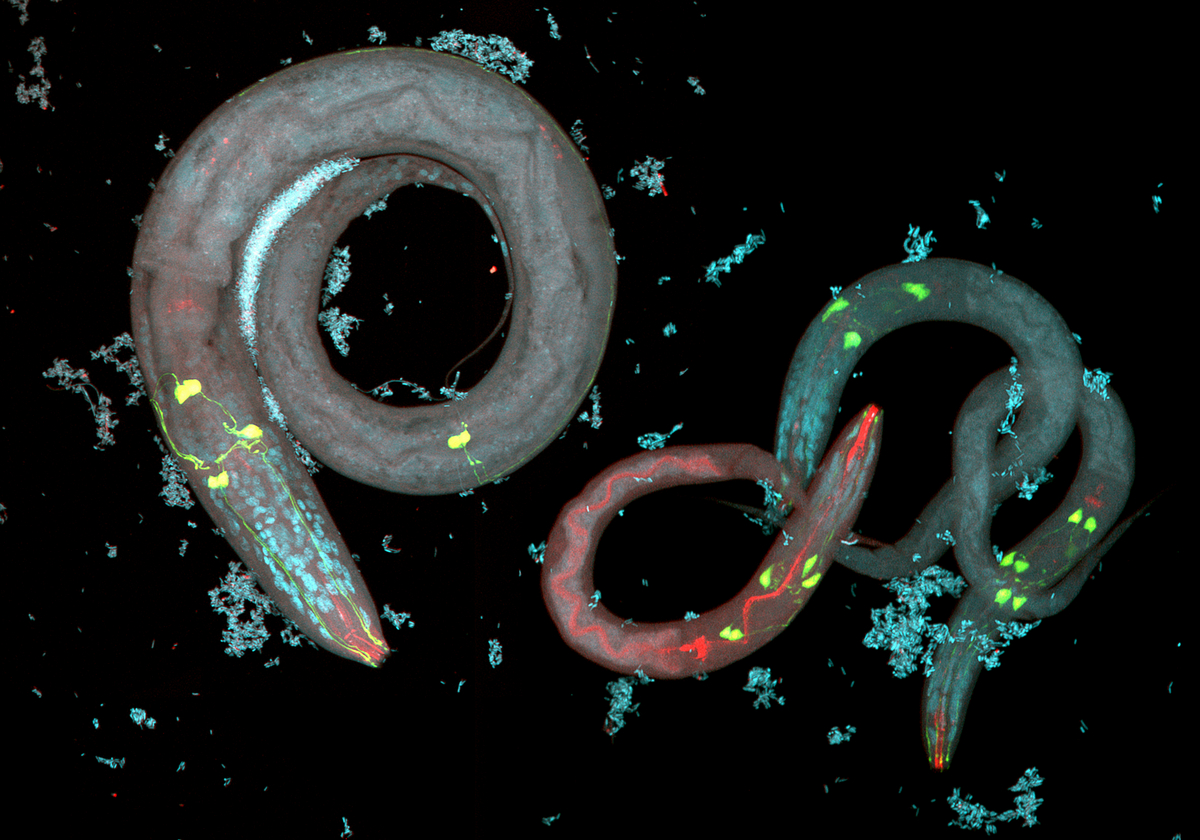nematode avoidance behavior