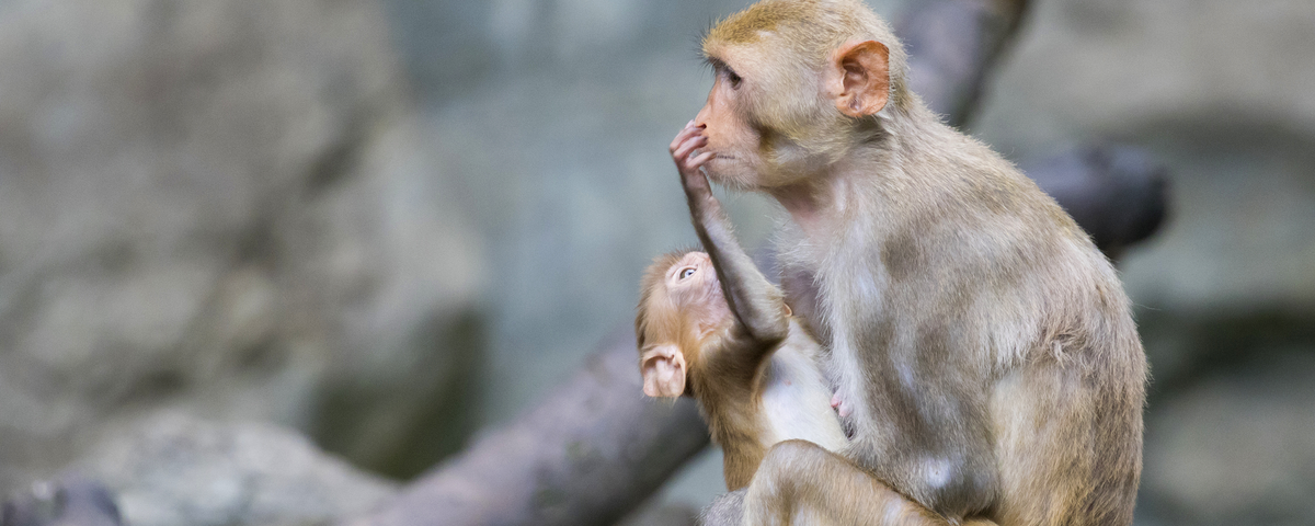 Infant Monkeys Died In Accidental Poisoning At Uc Davis Lab The