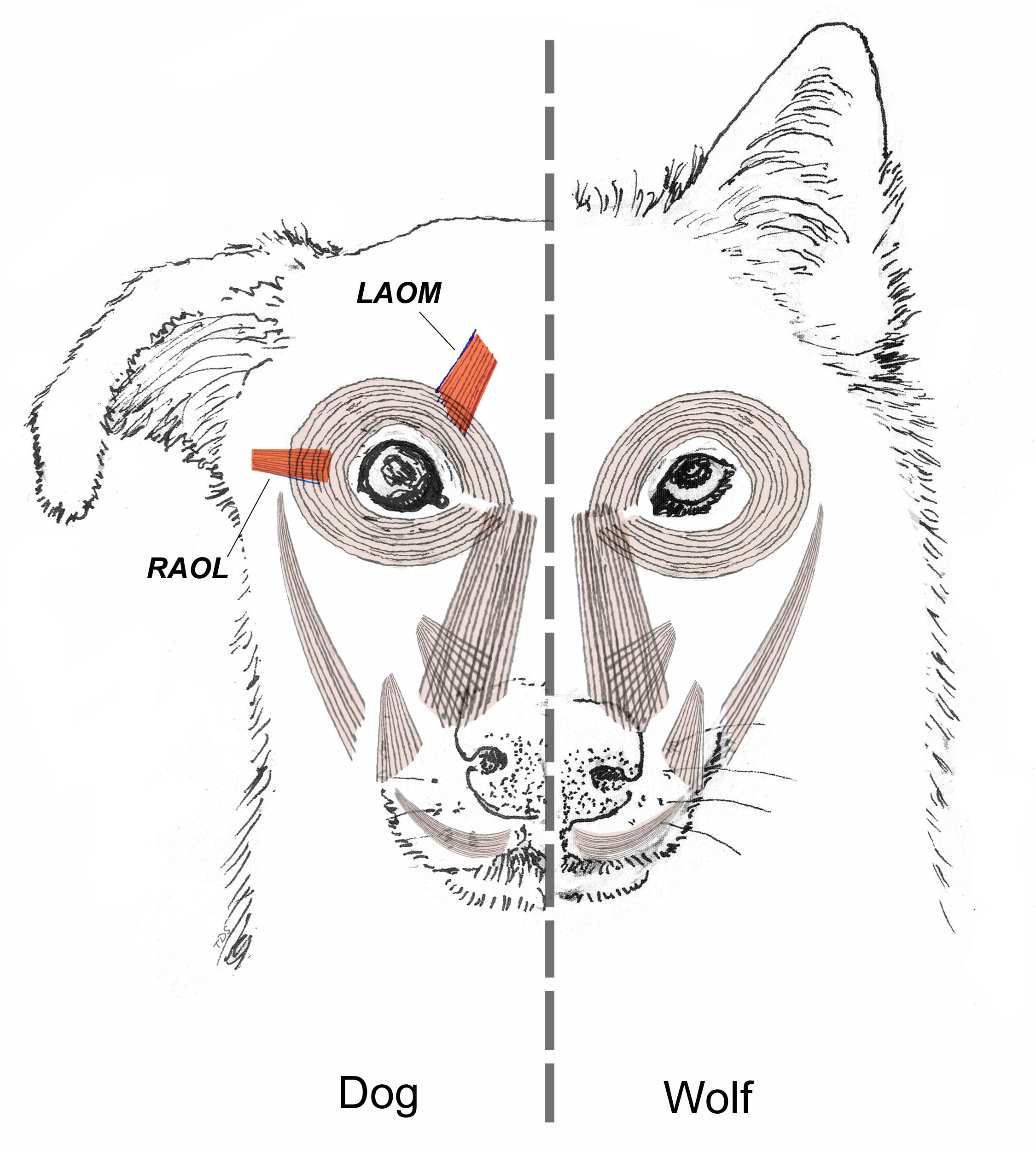 Domestication Might Have Sculpted Eyebrow Expressions In Dogs The Scientist Magazine