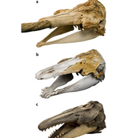 beluga narwhal hybrid cetacean narluga naluga skull DNA genetic analysis 