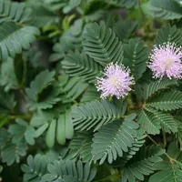 Botanists Say Plants Are Not Conscious | The Scientist