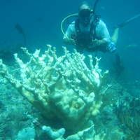 Marine scientist photographing bleached corals