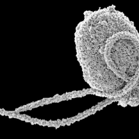 Newly discovered protist is a close relative of red algae