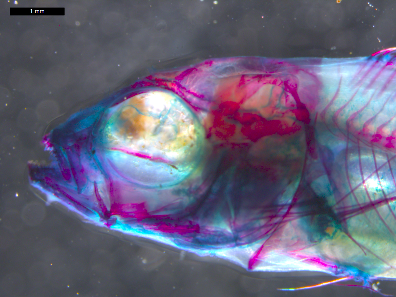 Image of the Day: Cichlid Cranium | The Scientist Magazine®