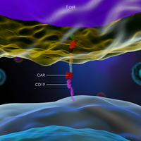 car t cell chimeric antigen receptor b cell lymphoma cd19 kymriah yescarta