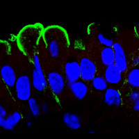 Mouse club cells