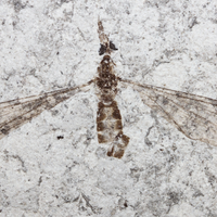 crane fly fossil