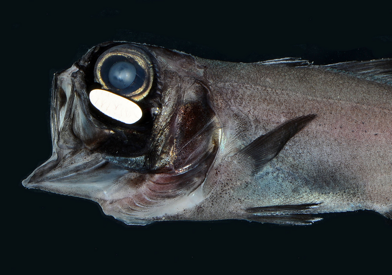 Image of the Day Flashlight Fish The Scientist Magazine®