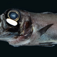 Flashlight fish