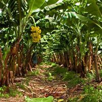 rows of banana trees