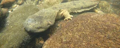 Fat Hellbender Saving the Hellbender, a Giant Salamander Under Threat | The Scientist