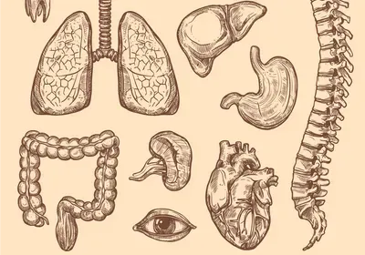 Artificial Organs | The Scientist