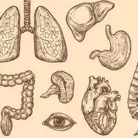Opinion: Develop Organoids, Not Chimeras, for Transplantation | The ...