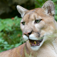 florida panther