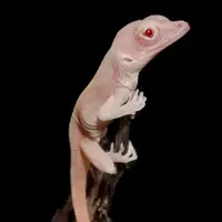 Nicoletta Lanese Author Profile | The Scientist
