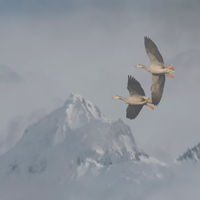 bar-headed geese fly over the Himalayas 