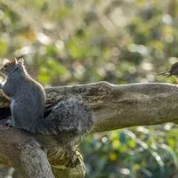Squirrel | The Scientist
