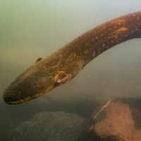 Electrophorus voltai electric eel amazon fish electrogenesis