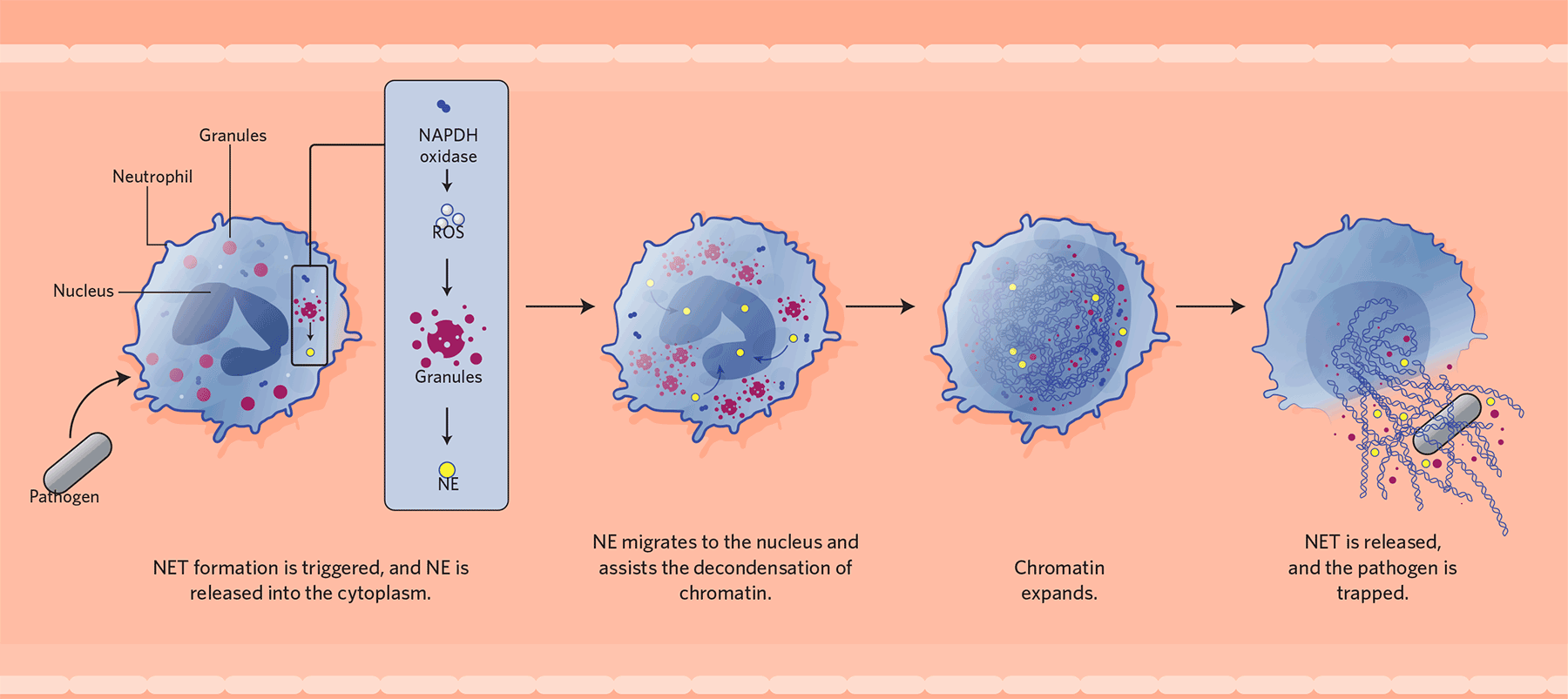 Infographic How Neutrophil Extracellular Traps Work The Scientist Hot Sex Picture 7285