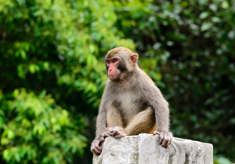 When Humans Hear Music, Monkeys May Hear Noise The Scientist Magazine®