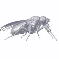 Image of the Day: Fly Reconstruction | The Scientist