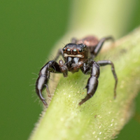 The Austrialian peacock spider goes viral, Magazine Articles