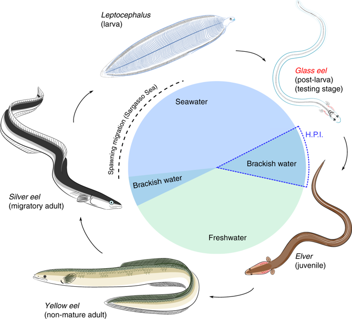 Image of the Day: Eel Compass | The Scientist Magazine®