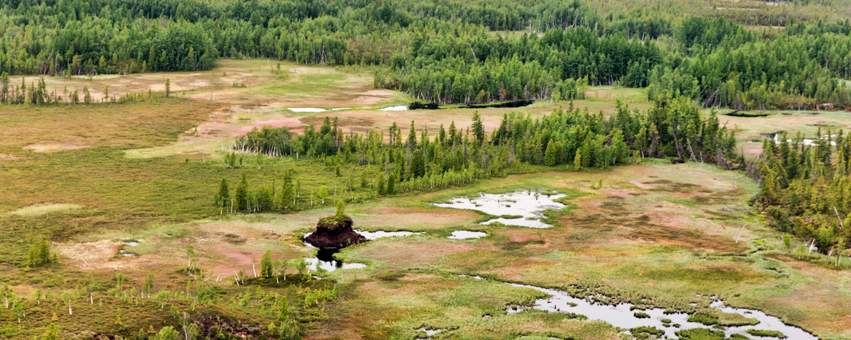 Researchers Find Flaws In High Profile Study On Trees And Climate