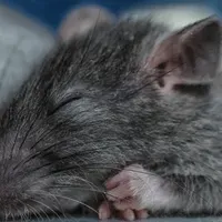 Rat | The Scientist