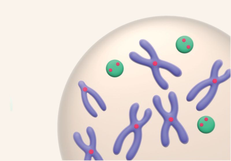Infographic Building an Artificial Chromosome The Scientist Magazine®