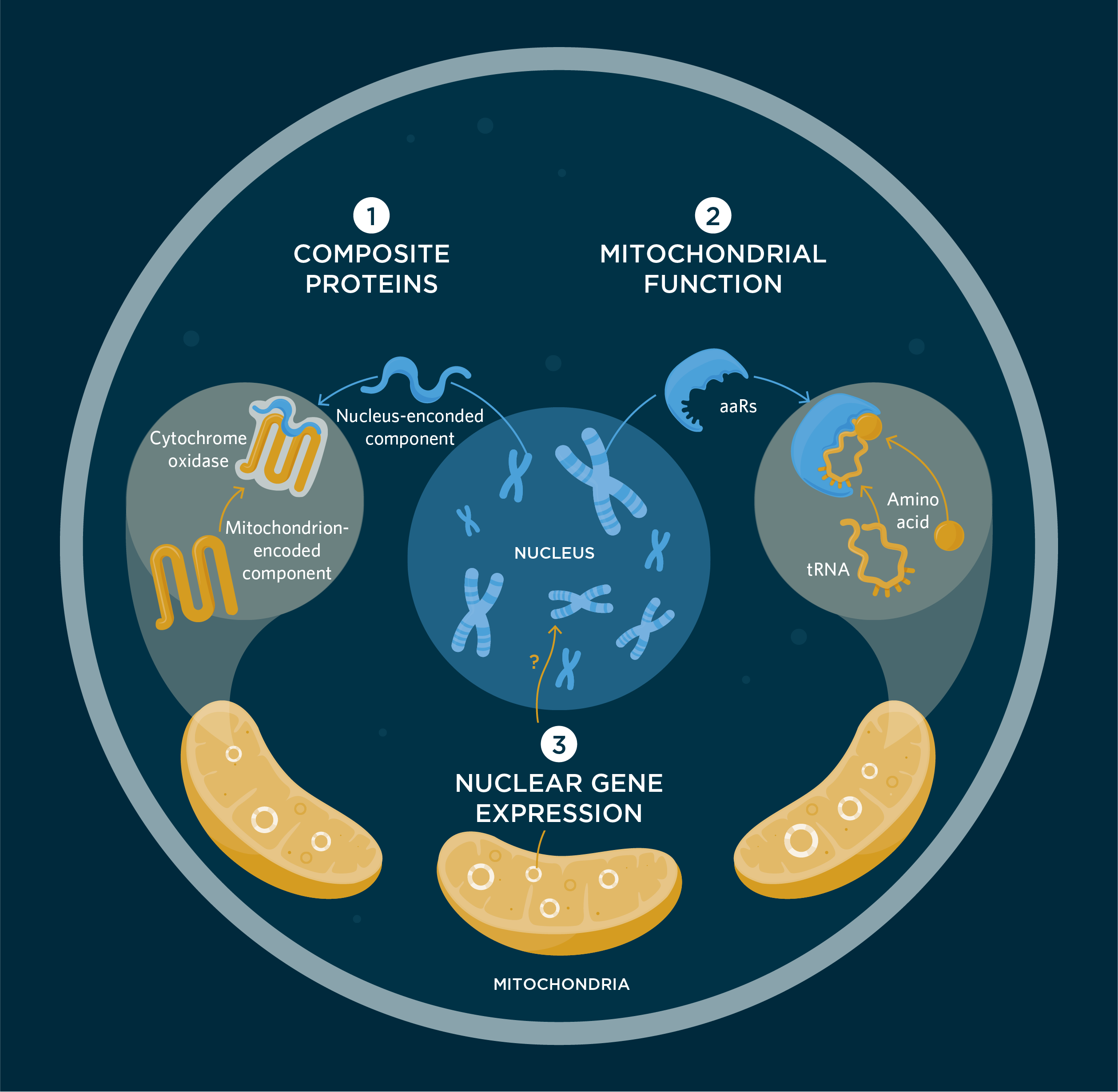 Infographic How The Mitochondrial And Nuclear Genomes Interact The Scientist Magazine