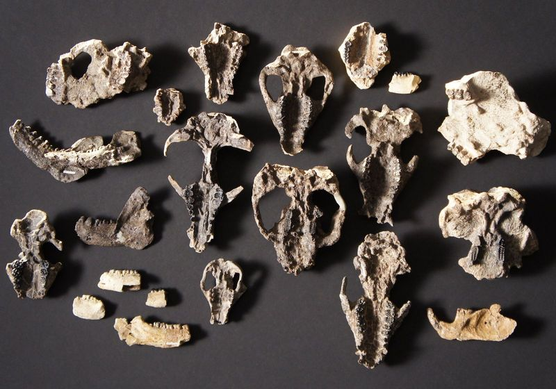 Trove of Fossils Shows Mammal Evolution after Dino Extinction | The ...