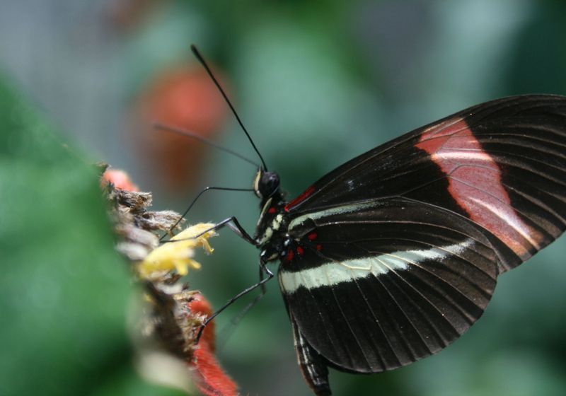 Gene Regulation Gives Butterflies Their Stunning Looks | The Scientist