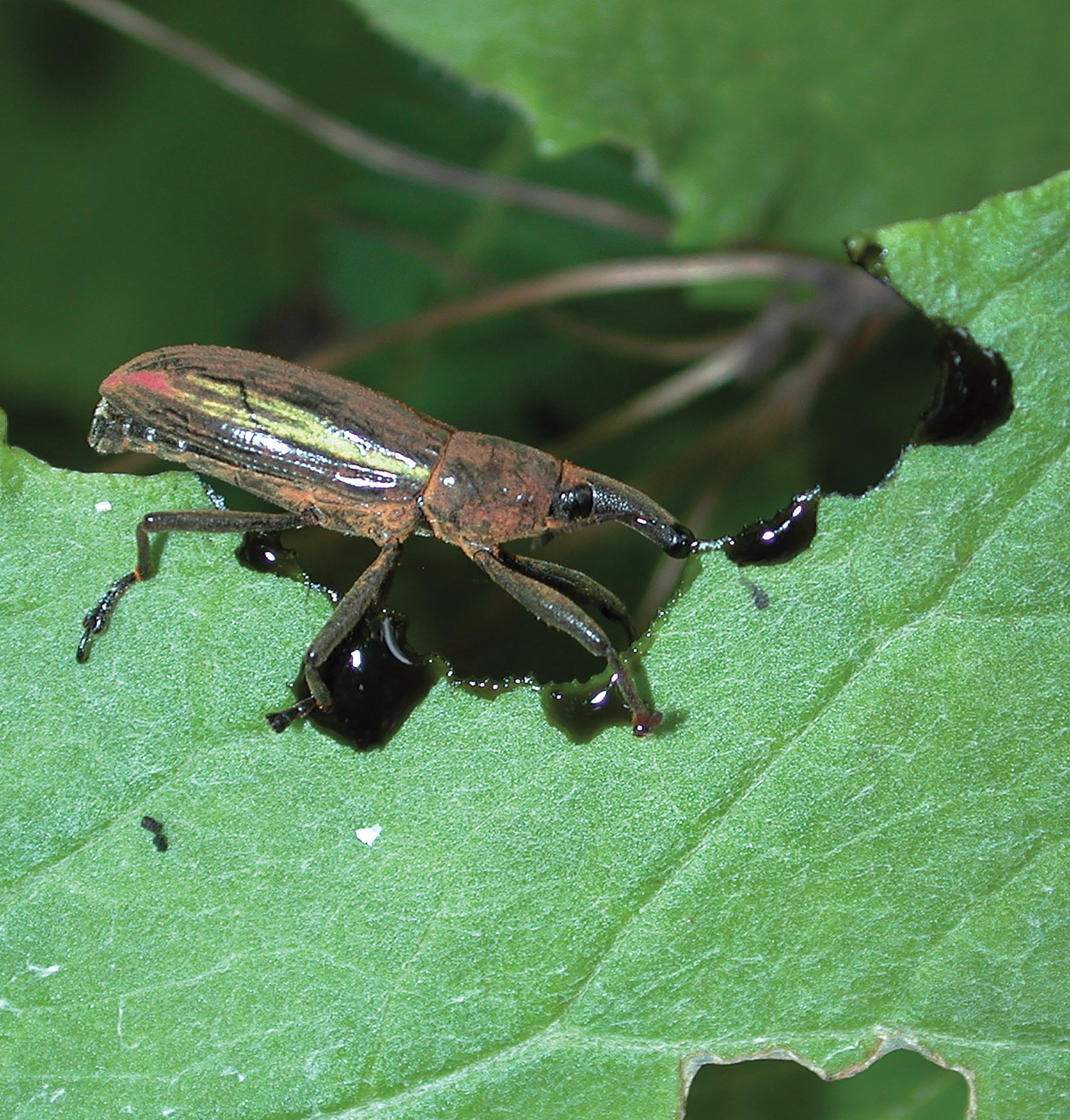 Image of the Day: Beetle Evolution