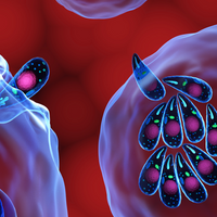 an illustration of Toxoplasma gondii parasites infecting cells