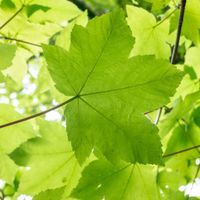 maple leaves on a tree seen from below