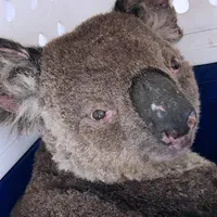 Koala Exploding Scientists Take Stock of Australian Wildlife Devastated by Fires | The ...