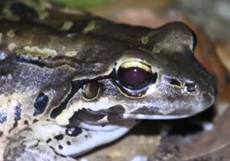 Saving Mountain Chickens The Scientist Magazine®