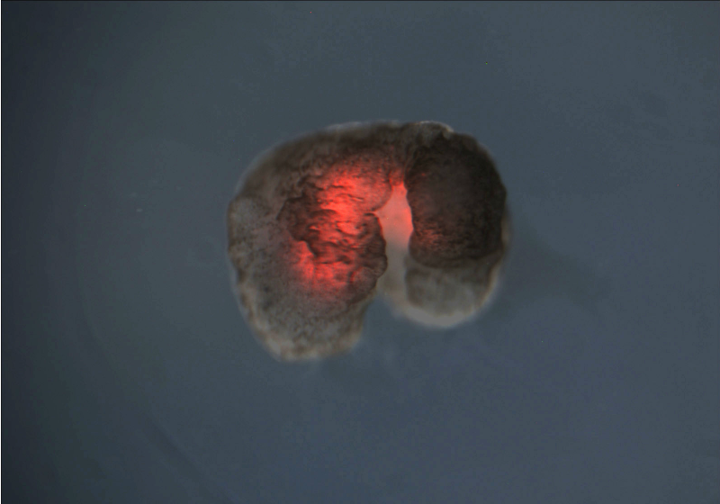 Living Robots: Xenobots Designed Using Stem Cells from Frogs | The ...