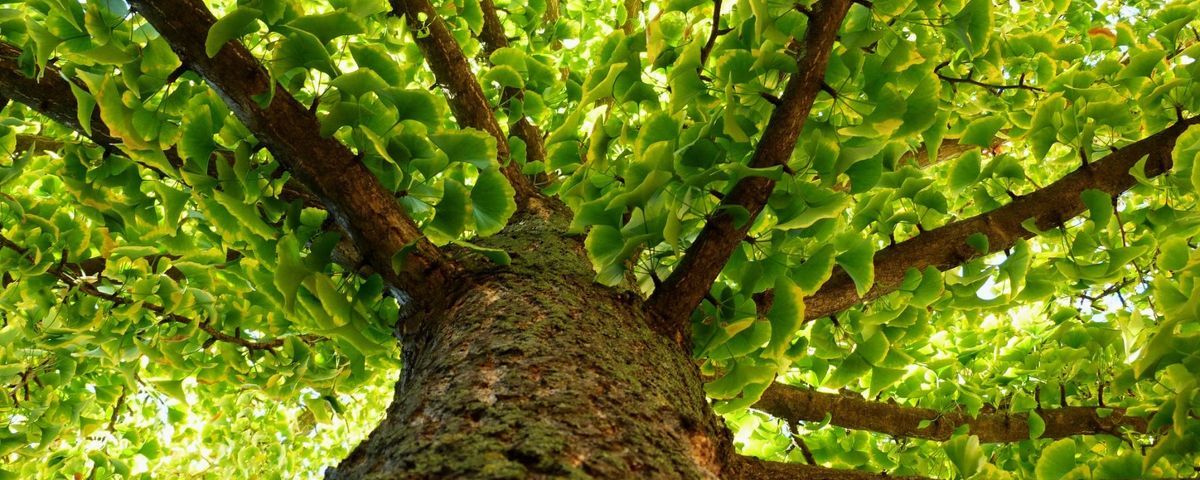 Ginkgo S Extreme Longevity Credited To Immune System The