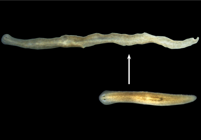 Image of the Day: Regenerating Worms The Scientist Magazine® Image of the Day: Regenerating Worms The Scientist Magazine®