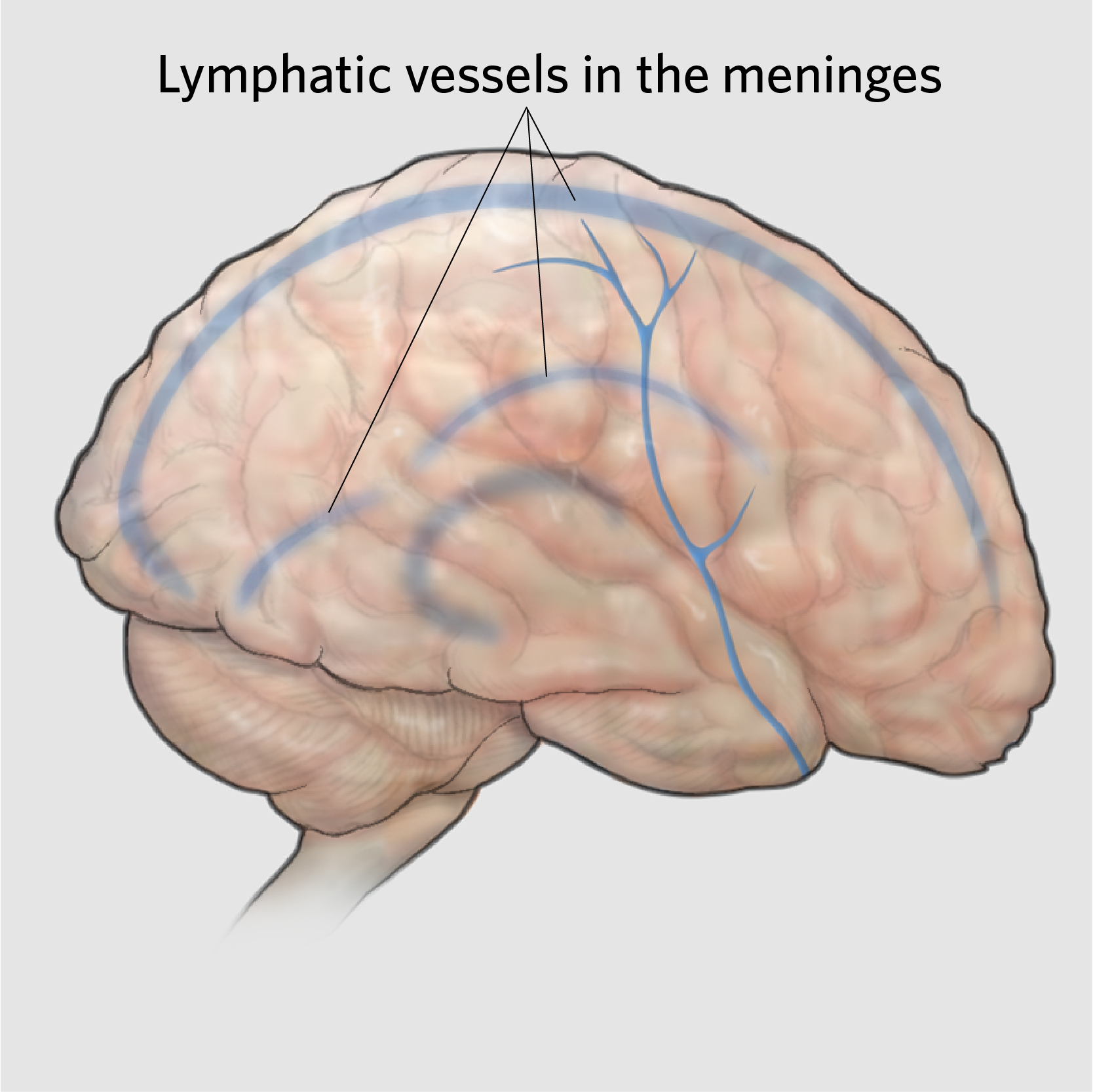 New Discoveries In Human Anatomy The Scientist Magazine