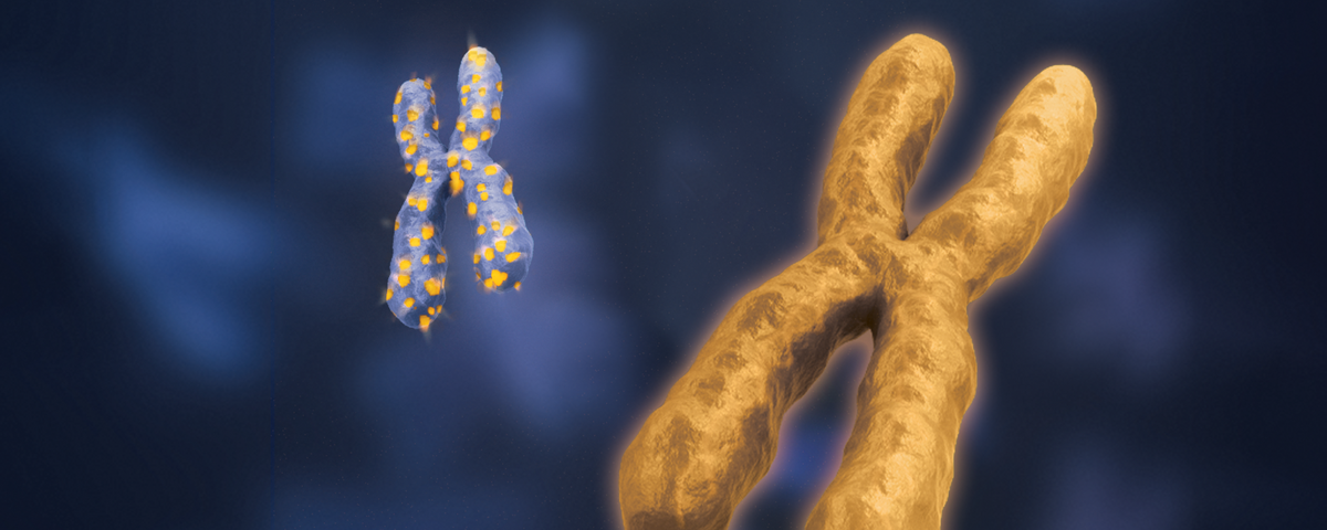 Genes That Escape Silencing On The Second X Chromosome May Drive