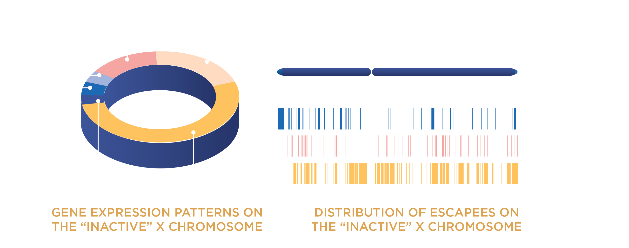 Genes that Escape Silencing on the Second X Chromosome May Drive Disease