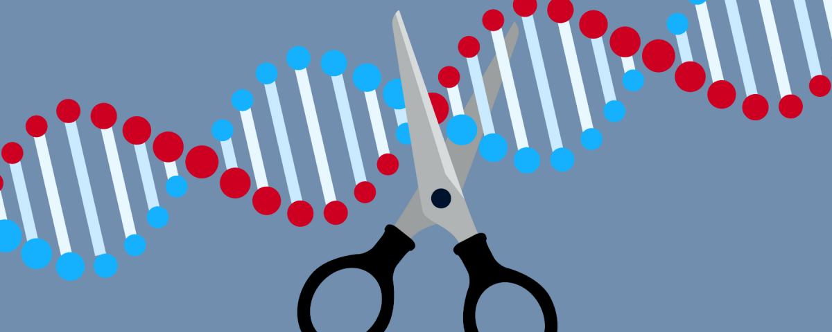 Crispr Can Create Unwanted Duplications During Knock Ins The