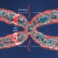 X Chromosome Inactivation | The Scientist
