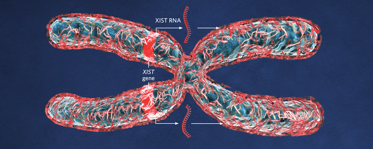 Infographic How Some X Chromosome Genes Escape Inactivation The