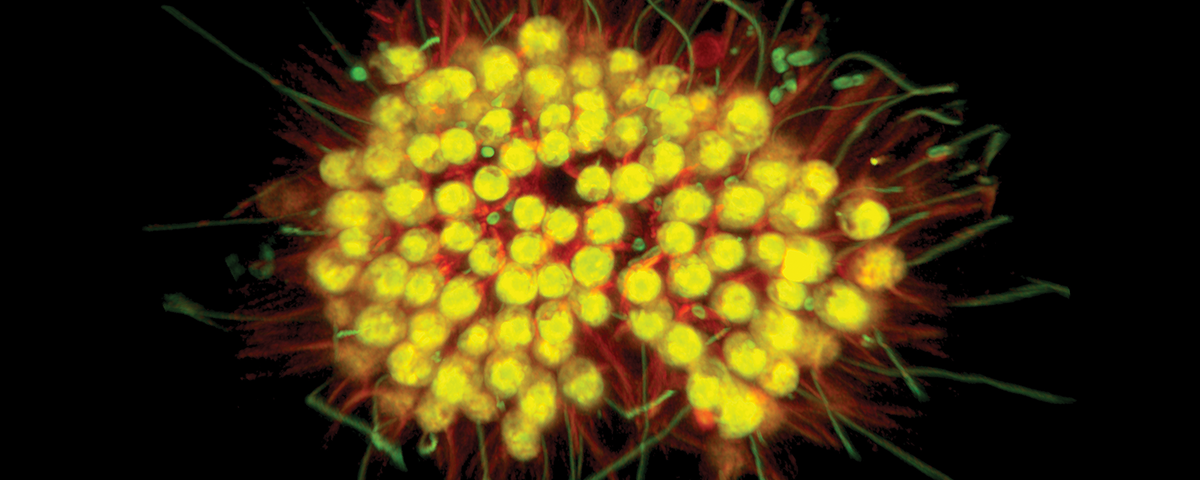Researchers Discover The Largest Virus In The Oceans Yet The