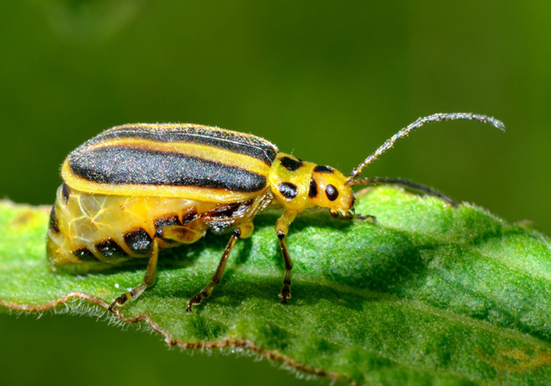 Insecto Gattack Generations of Insect Attacks Drive Plants to “Talk” Publicly | The ...